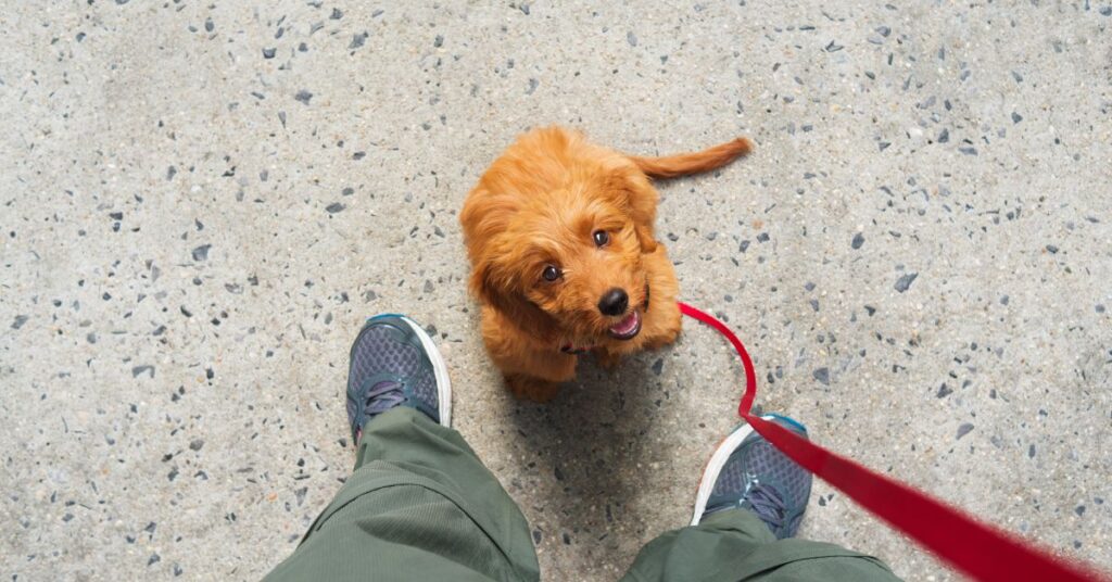 Training New Puppy to Sit