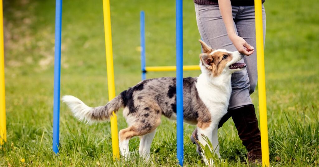 Puppy learning training course