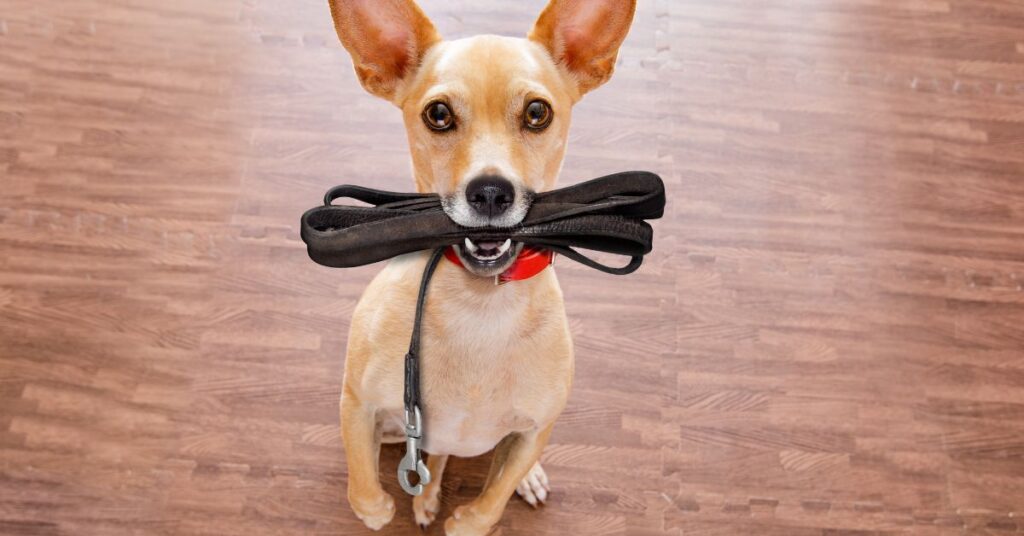 Dog with leash in mouth