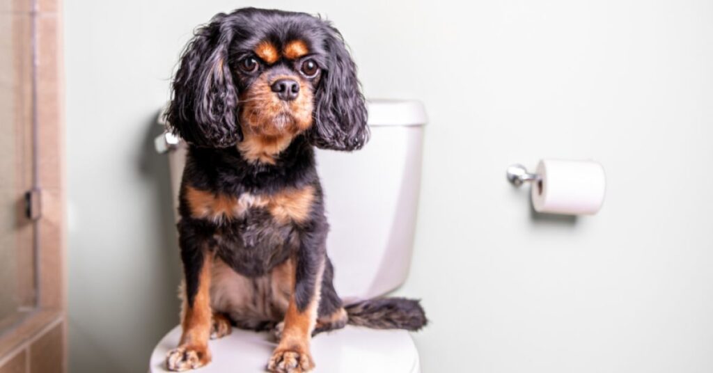 Dog sitting on a closed toilet seat