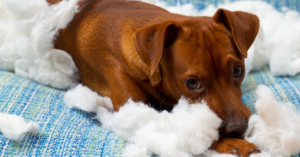 Dog with couch fuzz around him, looking guilty