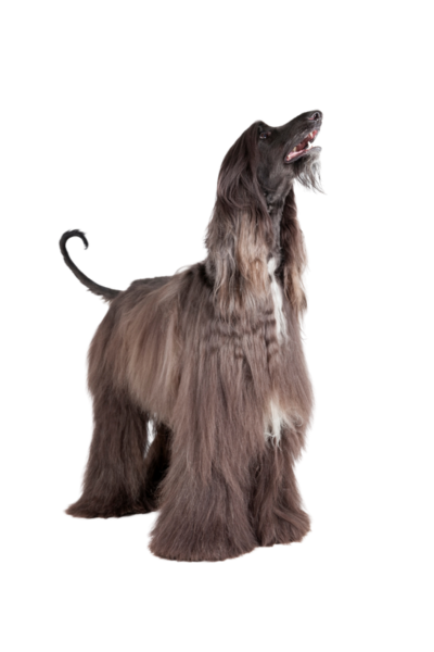 Afghan Hound