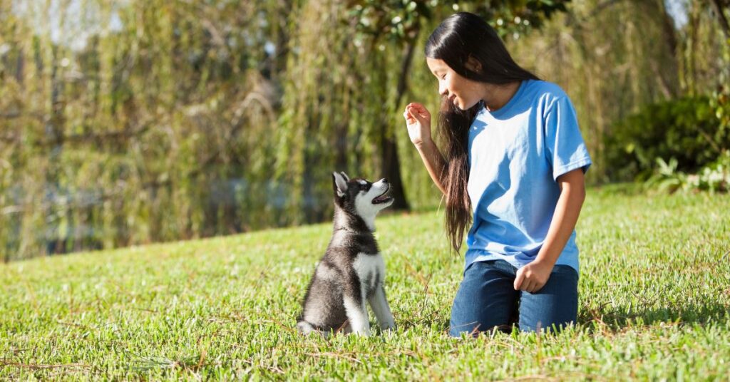 Girl training a siberian husky puppy