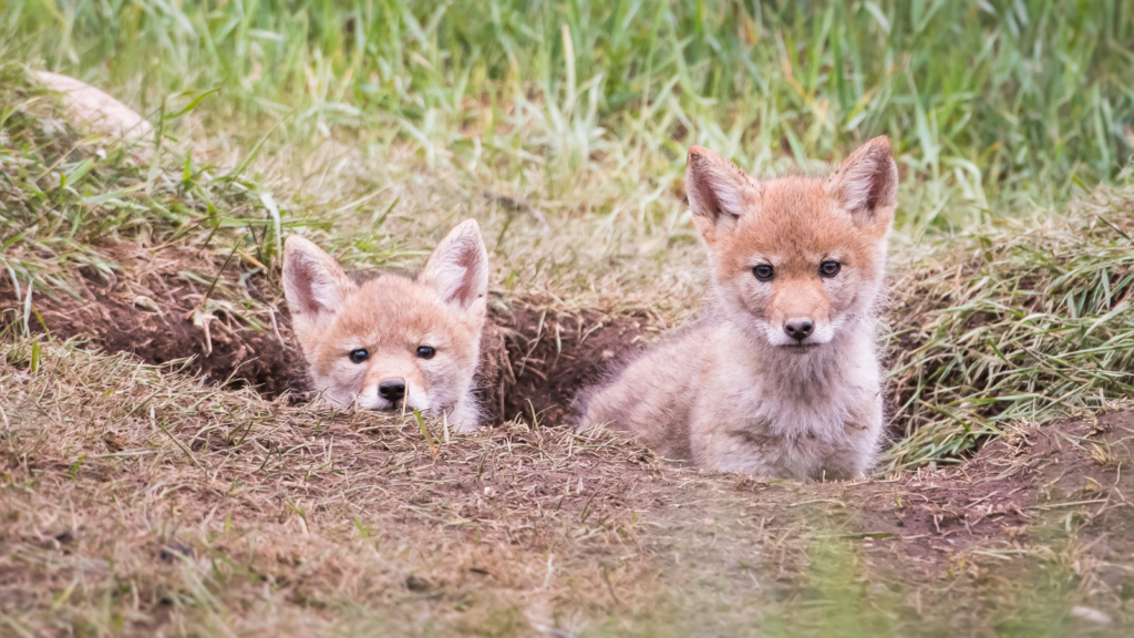 2 coyote pups - Protect Your Dog from Coyotes