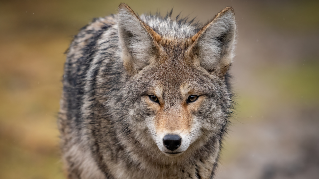 adult coyote- Protect Your Dog from Coyotes