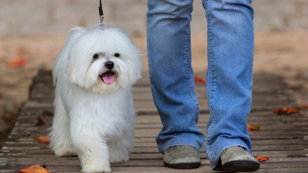 Small dog on a leash - Protect Your Dog from Coyotes
