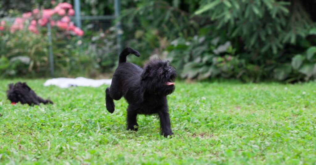 Affenpinscher