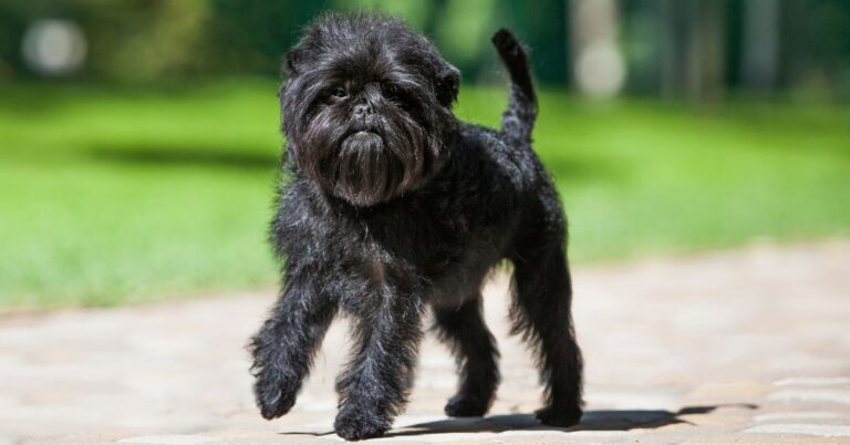 Affenpinscher: The Curious and Comical Toy Terrier