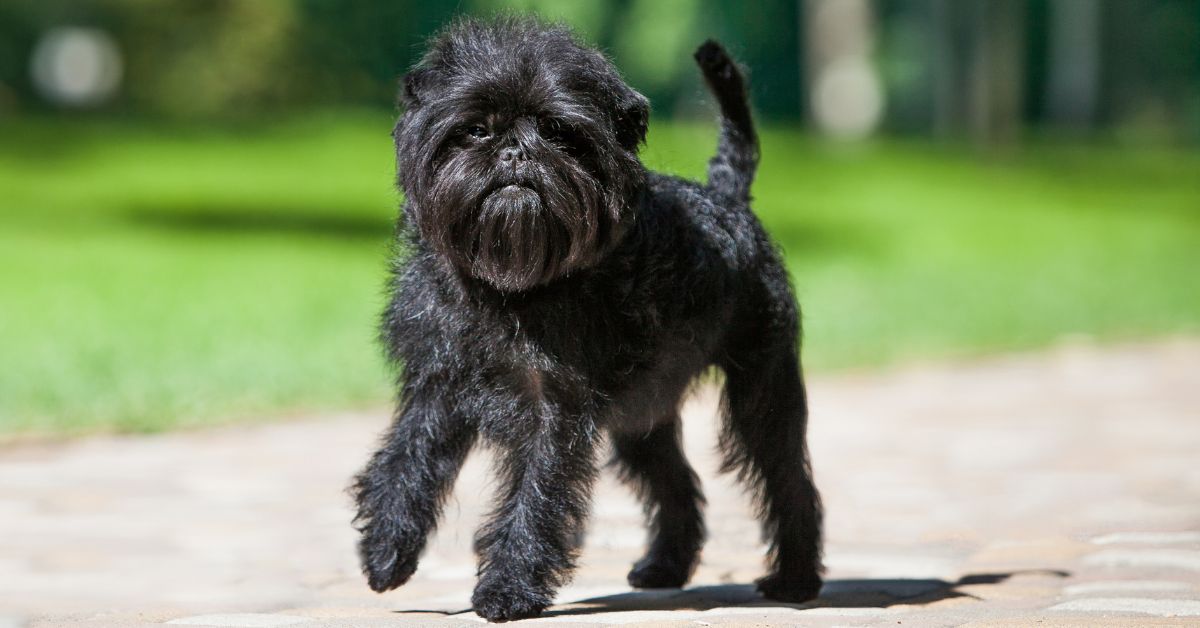 Affenpinscher