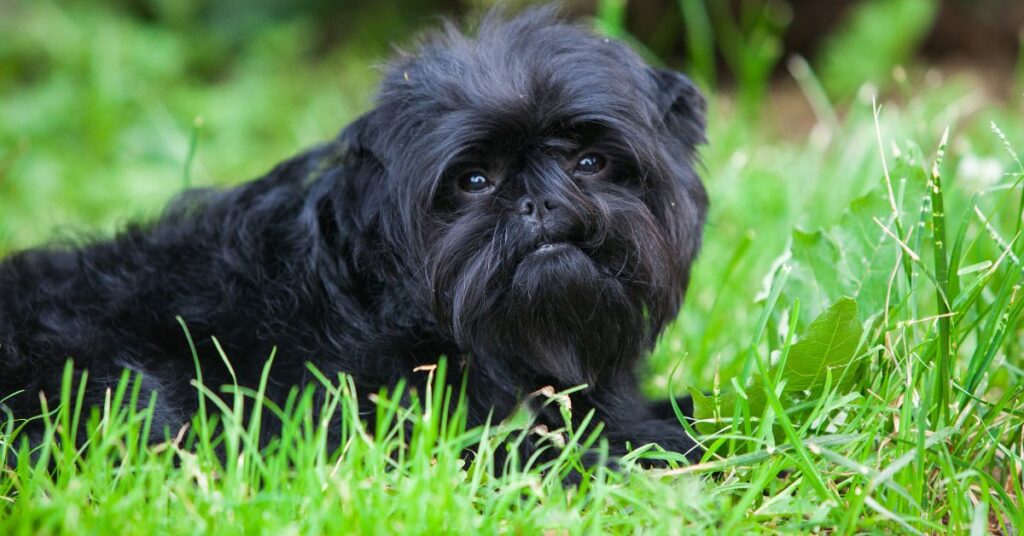 Affenpinscher