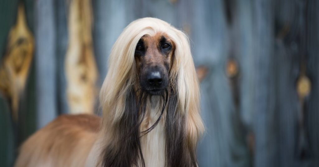 afghan hound