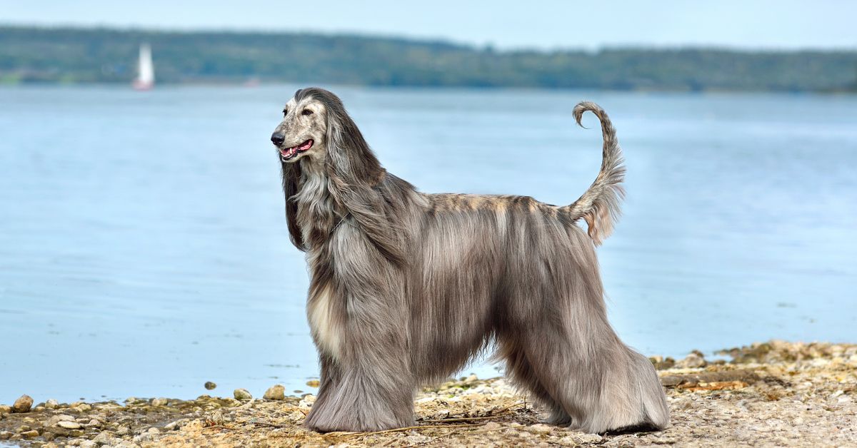 afghan hound