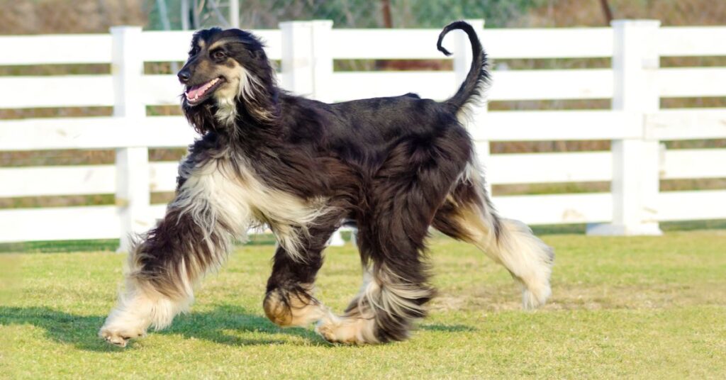 afghan hound
