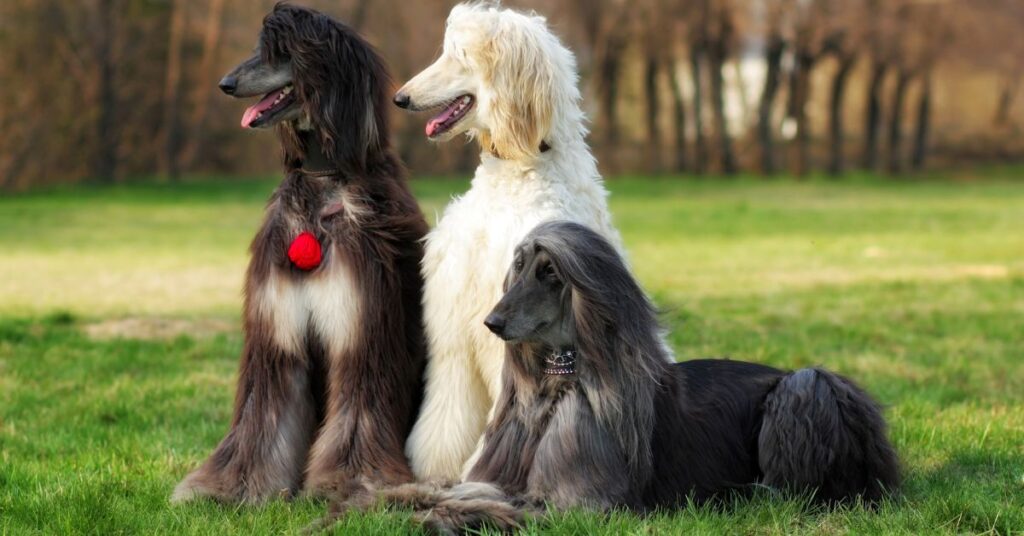 3 afghan hounds