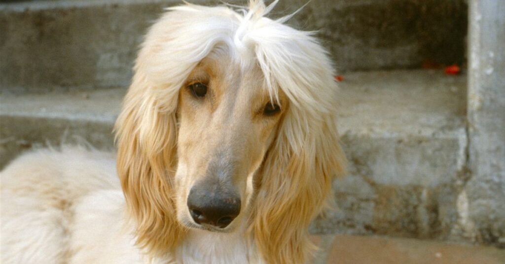 afghan hound puppy