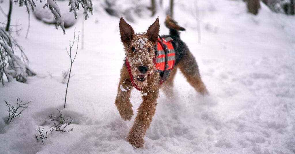 Airedale Terrier