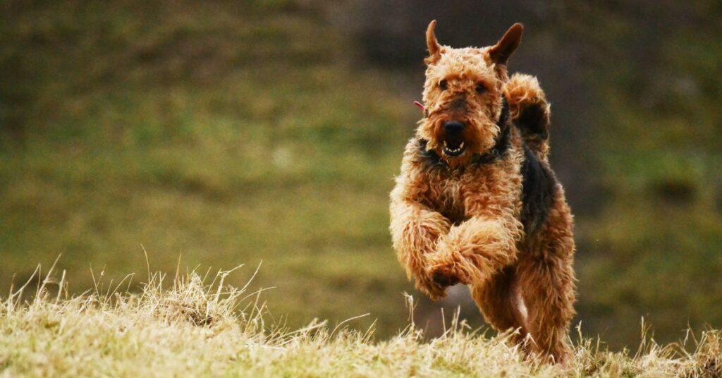 Airedale Terrier