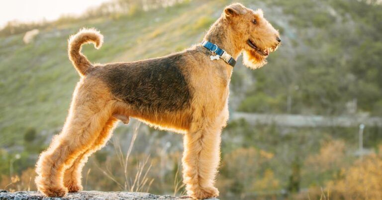 Airedale Terrier: Bold, Smart, and Full of Personality