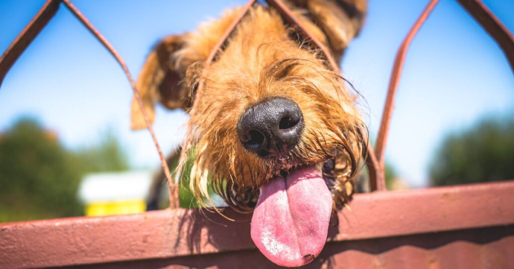 Airedale Terrier