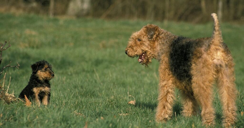 Airedale Terrier adult and puppy