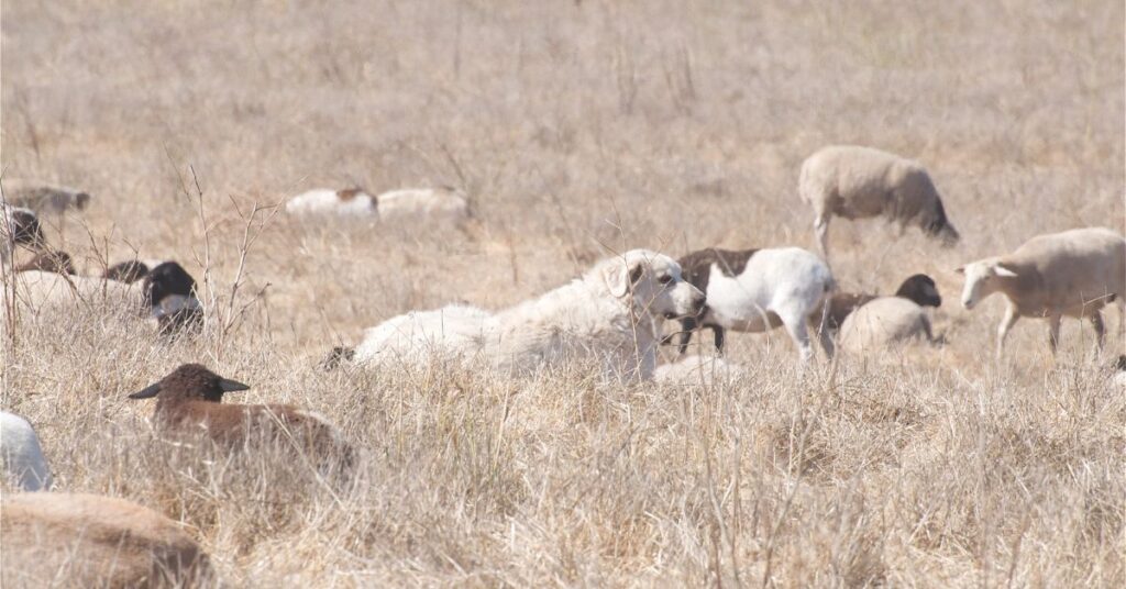 Akbash with herd