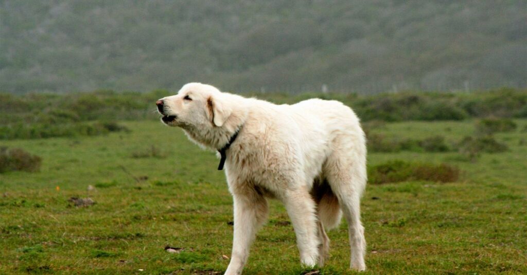 Akbash barking
