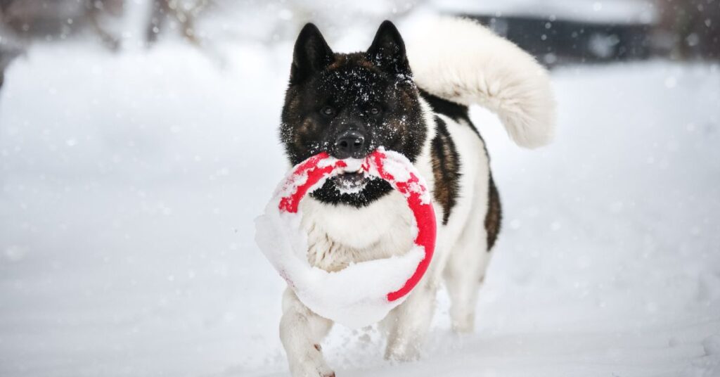 Akita