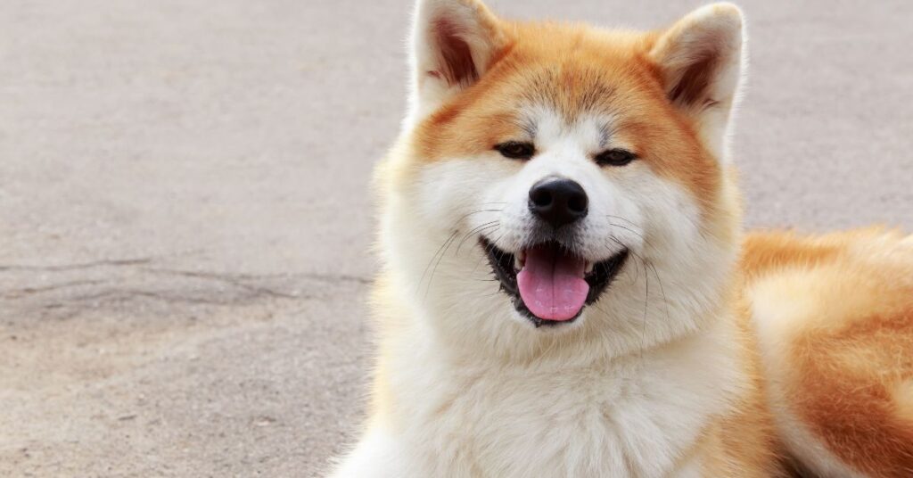 Akita