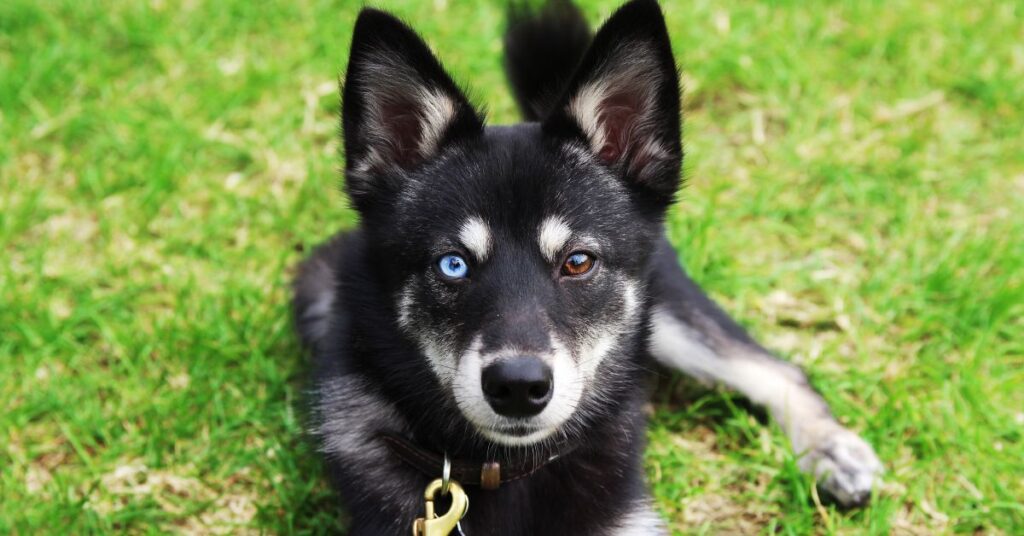 Photo of an Alaskan Klee Kai Dog