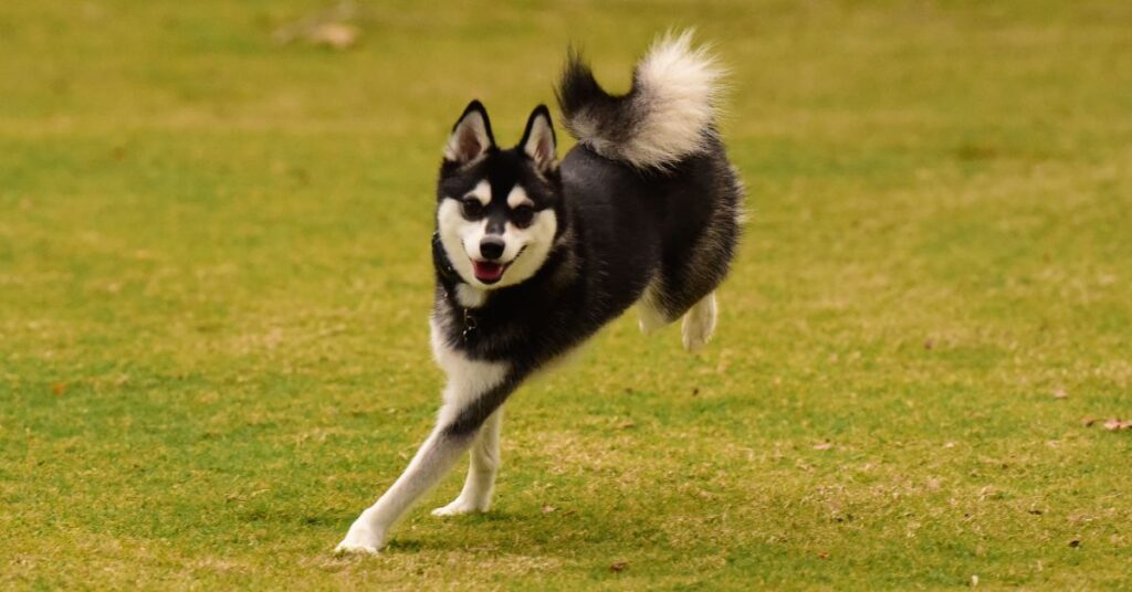 Photo of an Alaskan Klee Kai Dog Playing