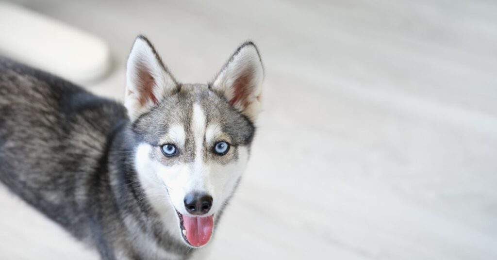 Photo of an Alaskan Klee Kai Dog