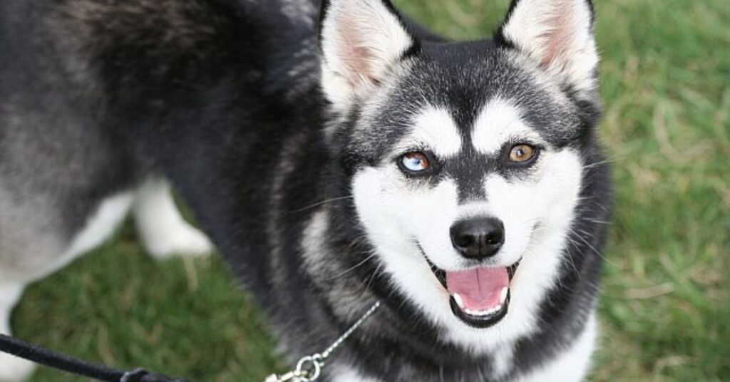 Photo of an Alaskan Klee Kai Dog