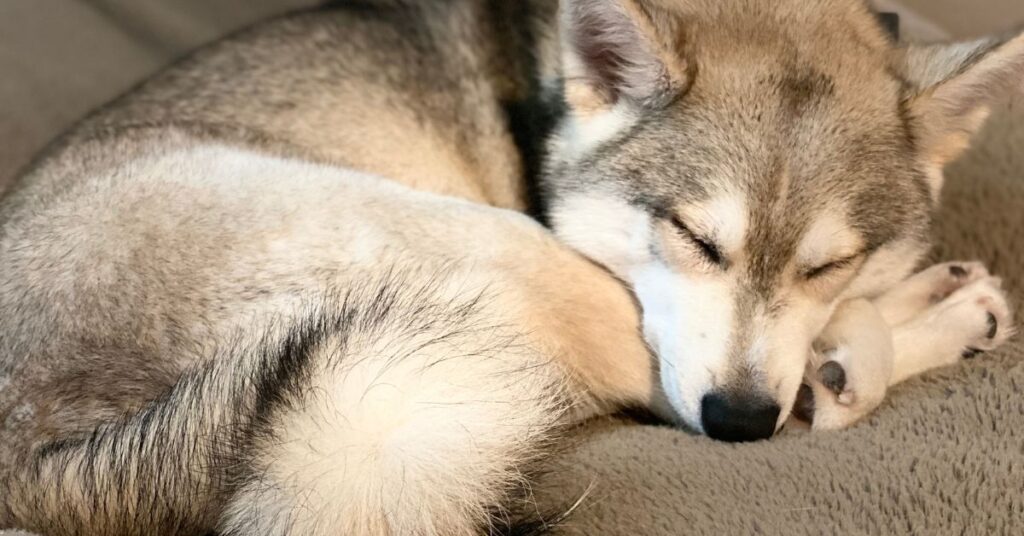 Photo of an Alaskan Klee Kai Dog