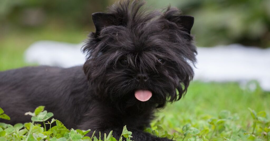 Affenpinscher
