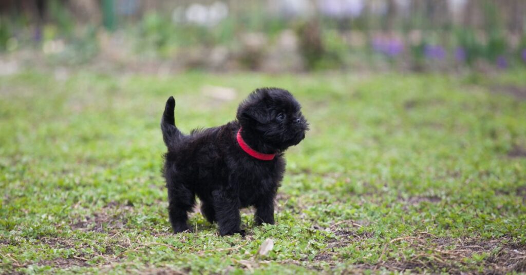 Affenpinscher Puppy