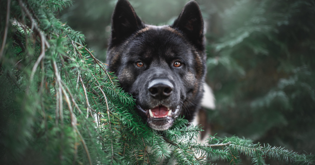 Akita