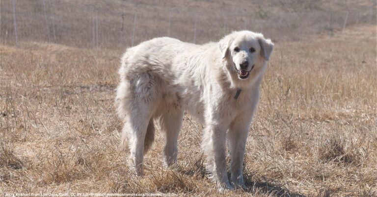 Akbash: A Gentle Guardian with Ancient Roots