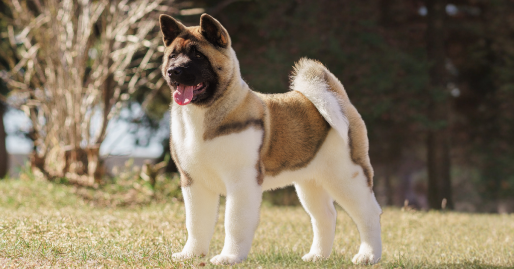 Akita