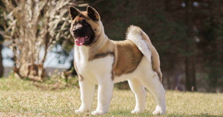 Akita: Dignified, Loyal, and Fearlessly Protective