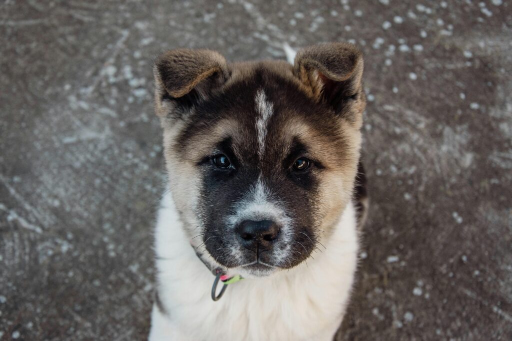 Akita Puppy