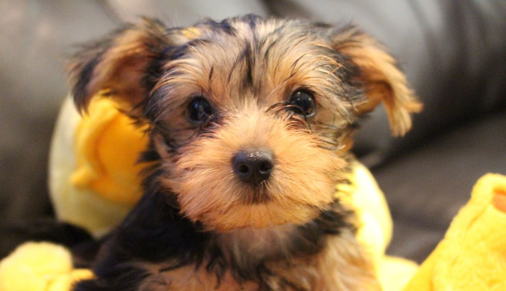 Yorkshire Terrier