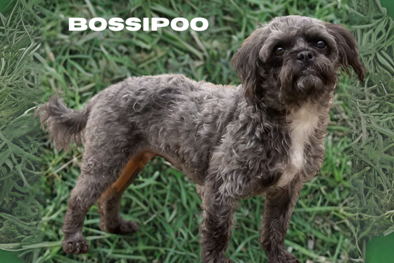 Bossipoo > A to Z Breed Guide