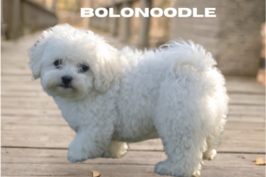 Bolonoodle