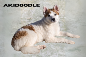 Akidoodle