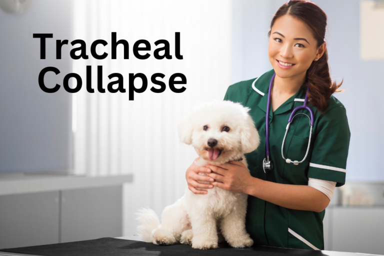 Understanding Tracheal Collapse in Small Dogs