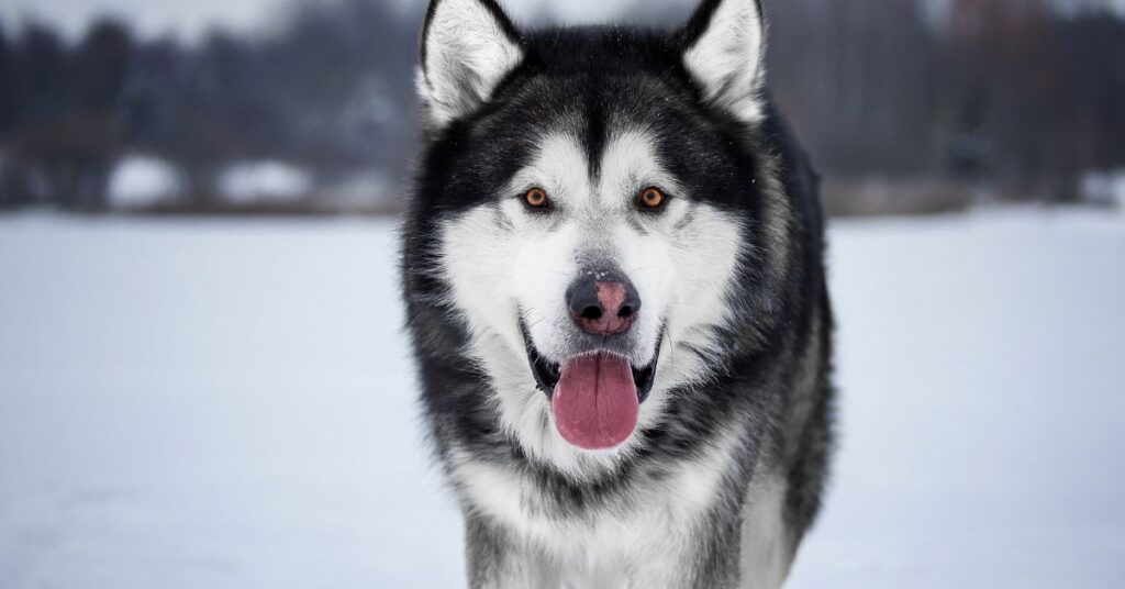 Photo of an Alaskan Malamute
