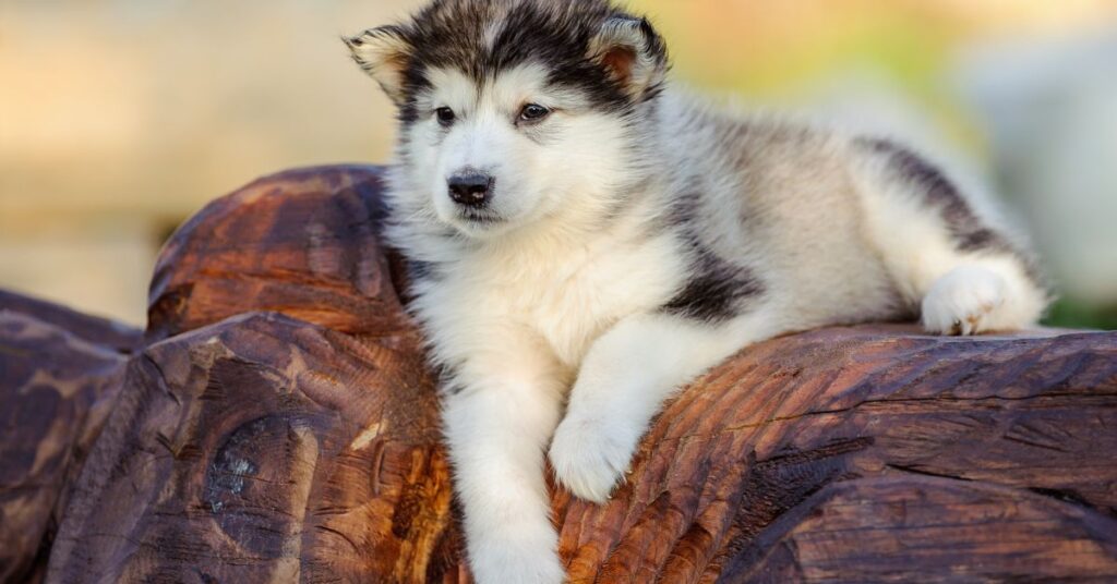 Photo of an Alaskan Malamute Puppy