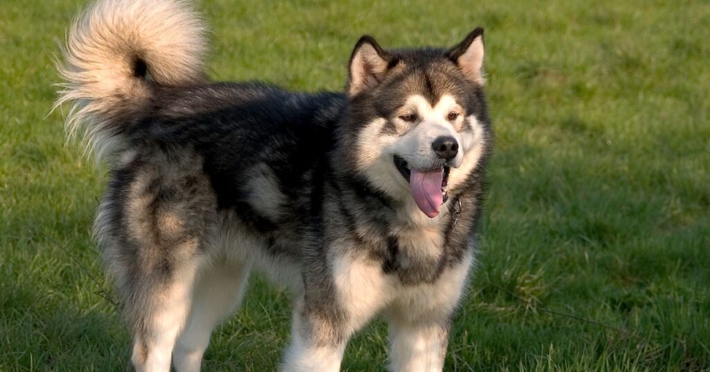 Photo of an Alaskan Malamute