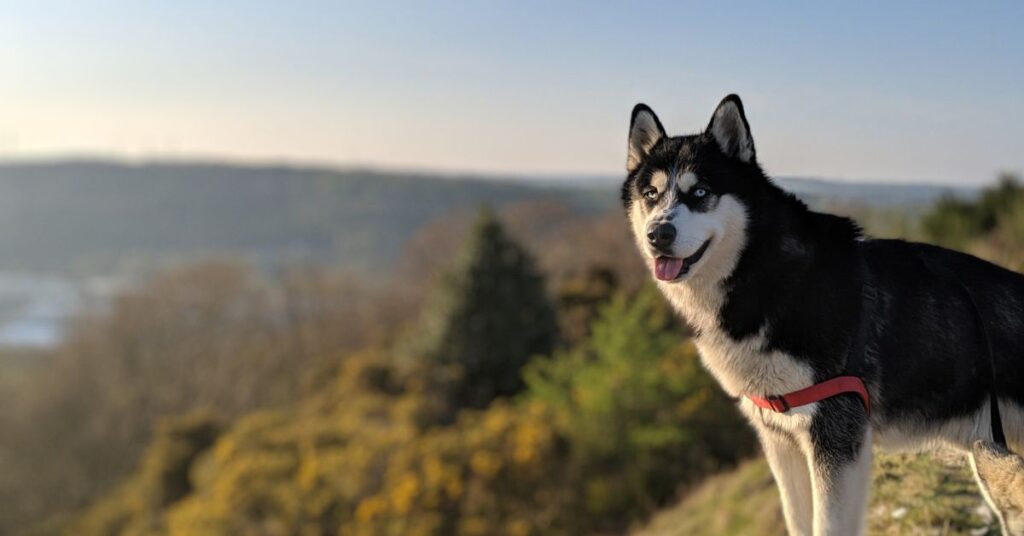 Photo of an Alaskan Malamute