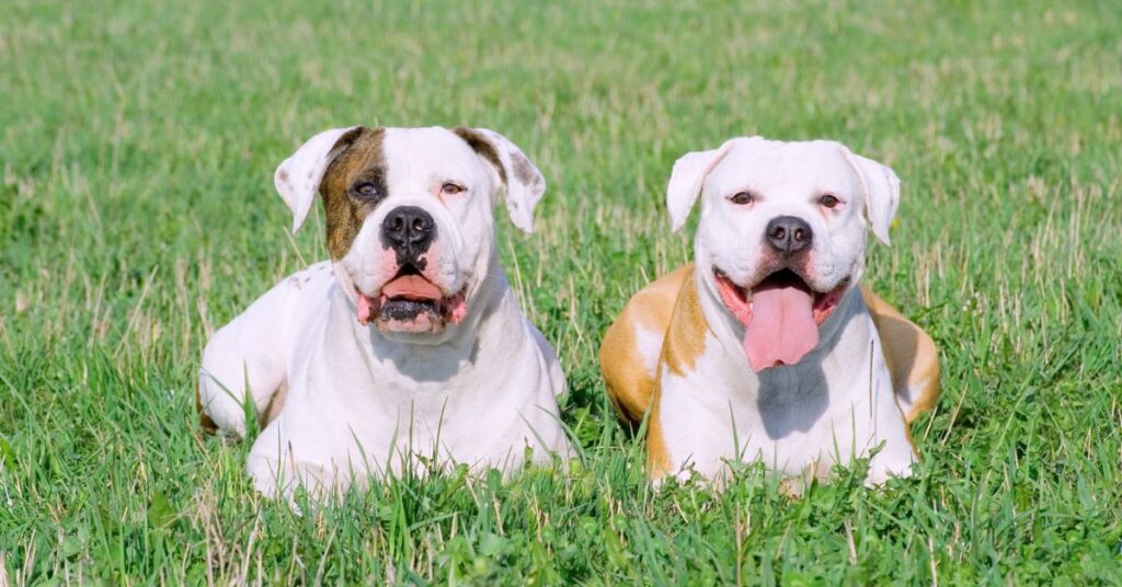 2 American Bulldogs